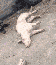 你有本事再嚣张啊？