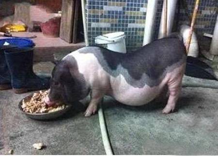 吃货的最高境界