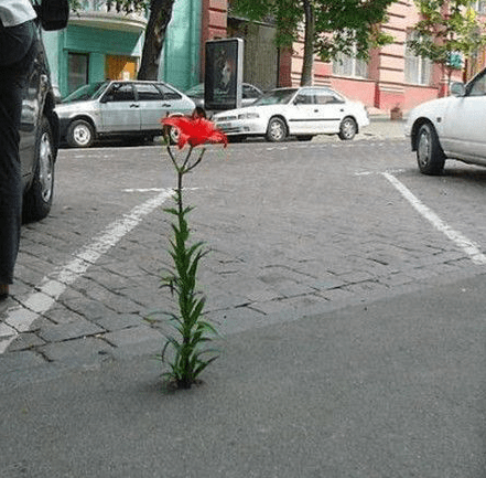 这花太坚强了哈哈哈