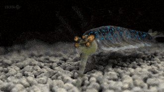 海底的那些事，这只鱼有点过了