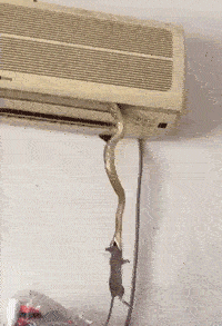 谁能想到，空调居然还自带捕鼠功能…