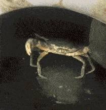 我命由我不由天