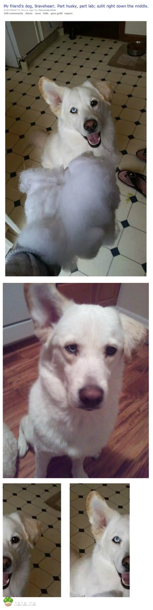 一只哈士奇拉布拉多串串，竟然真的就半边是哈士奇，半边是拉布拉多！