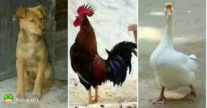 农村三恶霸，刚追了我整条街，被欺负过的举手