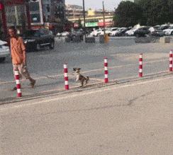 狗子:我要走直线,谁也拦不住我