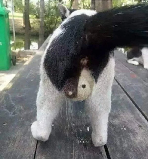 厉害了，此猫必当大任