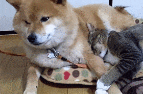 大黄：你这样对我，等会嫂子回来会不会生气