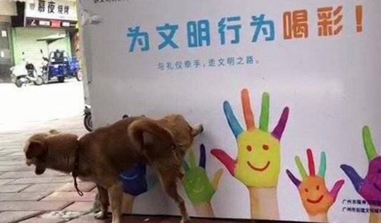 乱撒尿的是狗