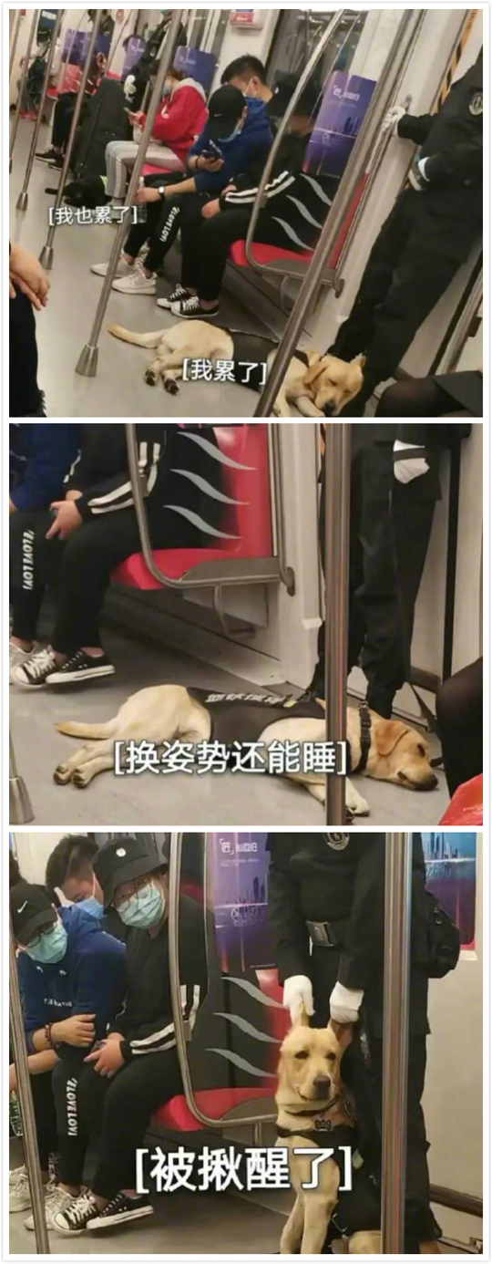 狗：人间不值得