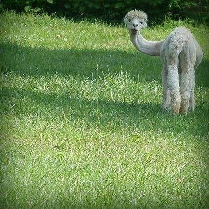 好清新的草泥马