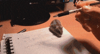 这是一只非常体贴人的老鼠