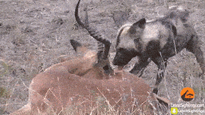 小羚羊反抗野狗群，内脏脱离