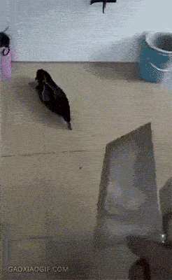 听说装死，能逃过一劫