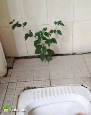 不枉费我每天费心的栽培