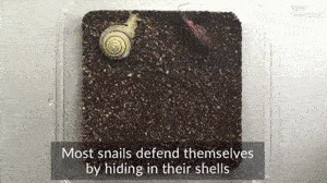 蜗牛就没有暴击伤害啦？？？