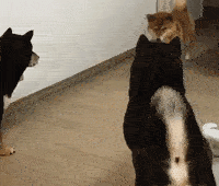 好狗不挡道。”“你丫说谁是狗呢。”