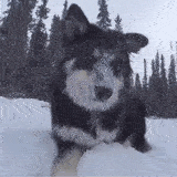 第一次见雪 控制不住我寄几！