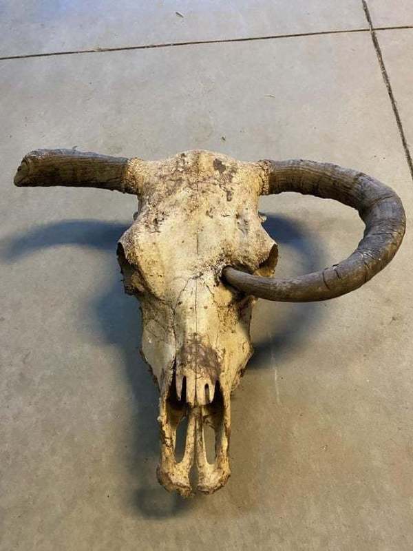 做牛不能太懒，没事多磨犄角