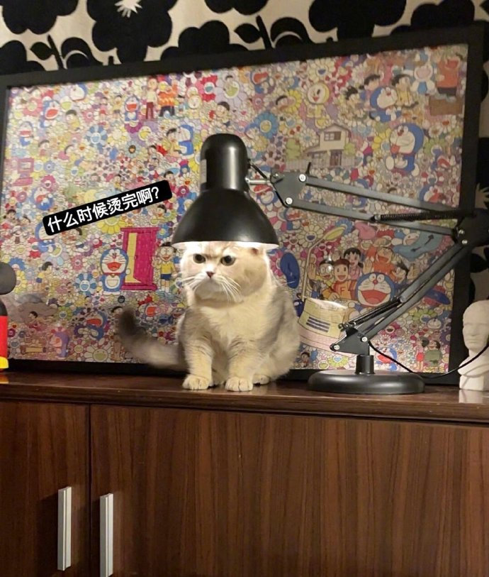 猫猫：别扒拉我，烫头呢！