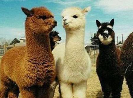 高富帅、白富美、屌丝