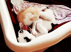 邪恶动态GIF：别睡了~快起来陪我玩，不然吻醒你哦(〃ω〃)