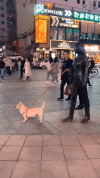 这是谁家的狗子被放在这了，没人要的话，我可就直接牵走了啊