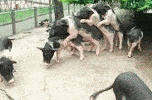 额……这是在玩儿……成语接猪？