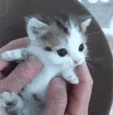 再摸我咬你，啊呜！