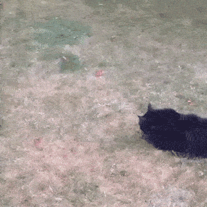 哇塞有球诶！等等。。。我好像是只猫？