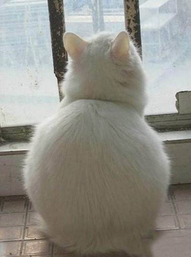 坐久了屁股会大,你该起来走走了