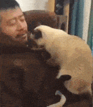 你的猫看起来已经足够坚固了