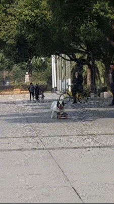 小狗都成精了，都会玩滑板了