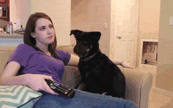 汪星人:你干什么?