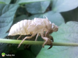 就剩下一个壳了 还走？