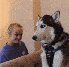 二哈：妈的智障