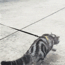 这只名叫Barry的喵在家非常安静，爱卖萌，但只要出门散步后，就瞬间变猛虎！