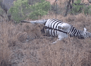 这是……咬到膀胱了么-_-