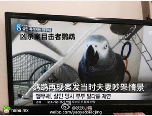 凶手：关你鸟事啊！