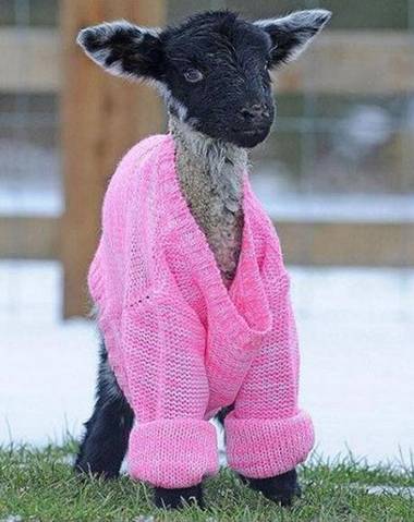 偶新买的衣服怎么样?