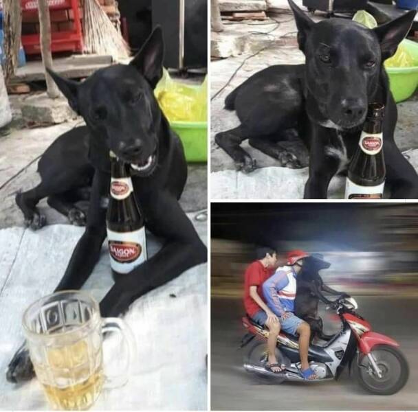 开车不喝酒，喝狗不开车