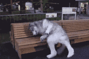 每只单身狗背后都有一个心酸的故事