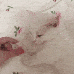 捡回来的流浪小猫害怕再被抛弃，每次入睡都要牵着主人手！简直要萌化了