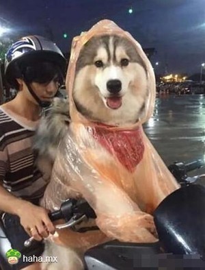 喜欢你的雨衣吗