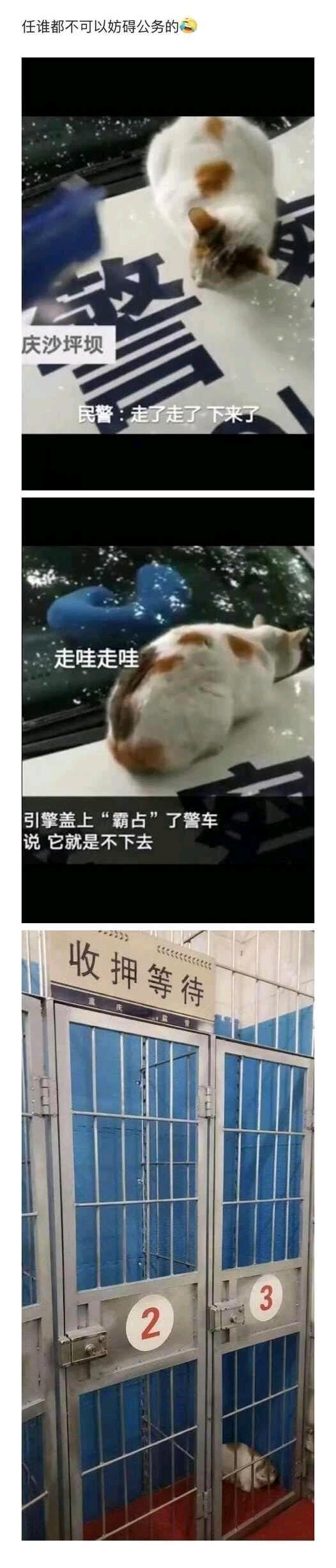 猫也想吃国家饭