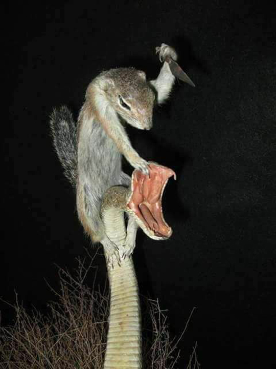 宇智波鼬vs大蛇丸