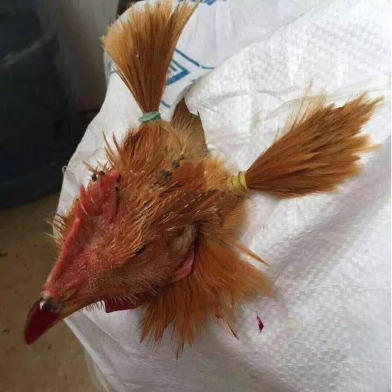 是这样扎头发吗？公鸡问！