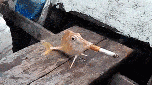 客人，你的烟熏鱼还需要30分钟才能做好哦