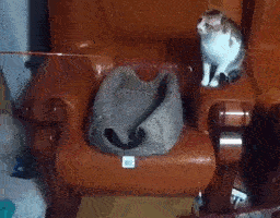 成精了一个,铲屎的你管不管?