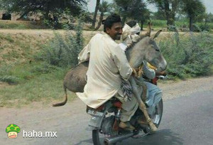 我有一只小毛驴，我从来也不骑