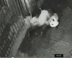 没想到熊猫是这样生宝宝的。。。biu的一下，我的天~还真的是生的很随意啊！